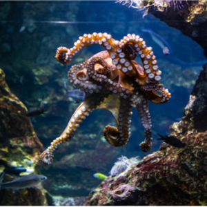 لماذا يعد الأخطبوط من الكائنات العجيبة